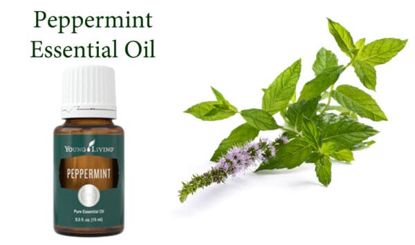 A bottle of peppermint essential oil next to fresh mint.