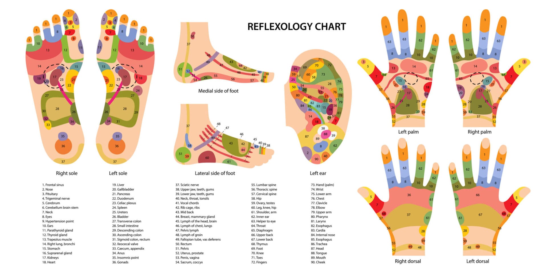 Reflexology chart with hand and foot zones.