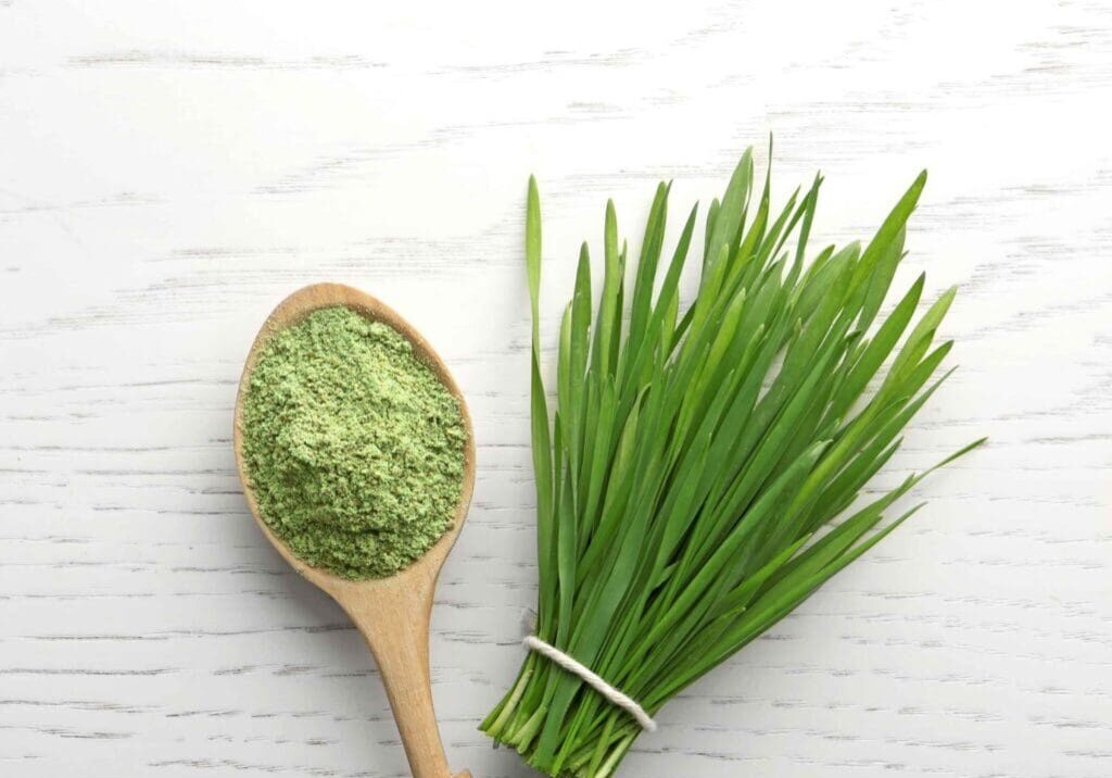 Wheatgrass powder and fresh wheatgrass.