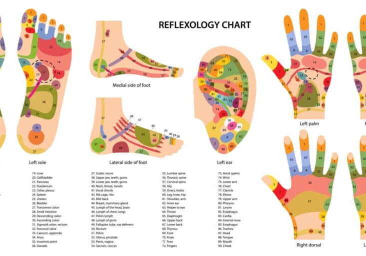 Reflexology chart with hand and foot zones.